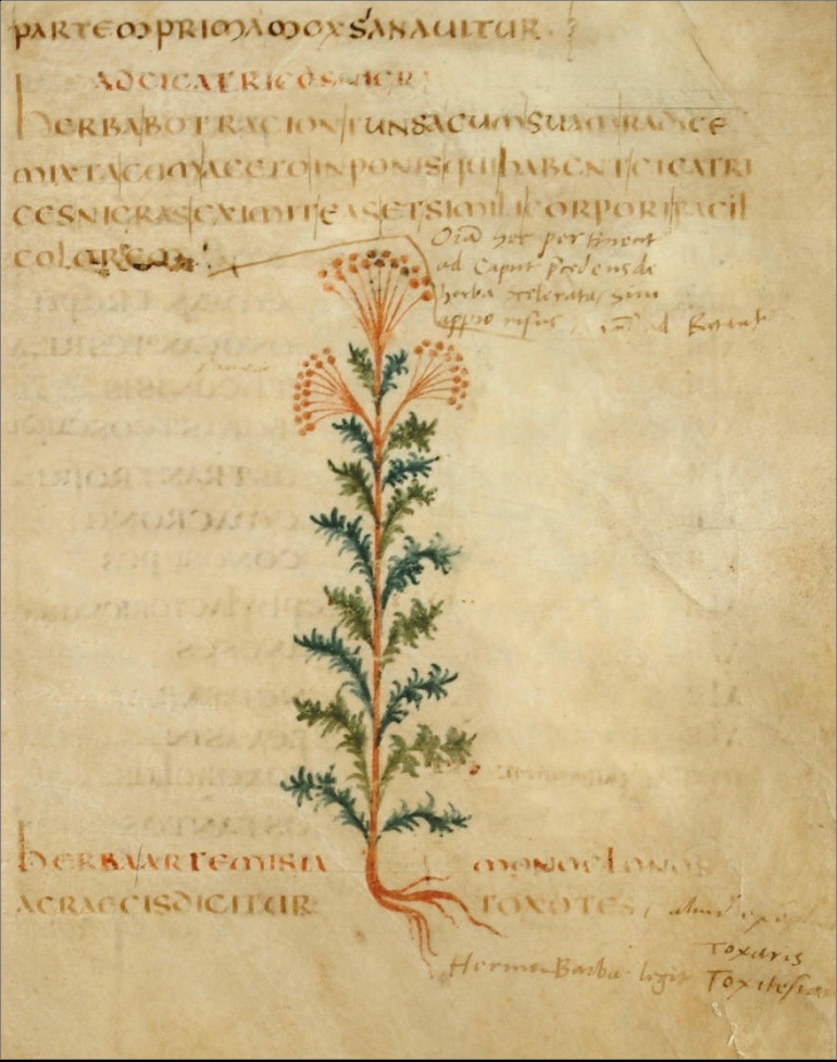 Abbildung 2. Hypothetisches Porträt des Beifußes aus dem ältesten erhaltenen Exemplar des "Herbarius" des Pseudo-Apuleius (6. oder 7. Jahrhundert).