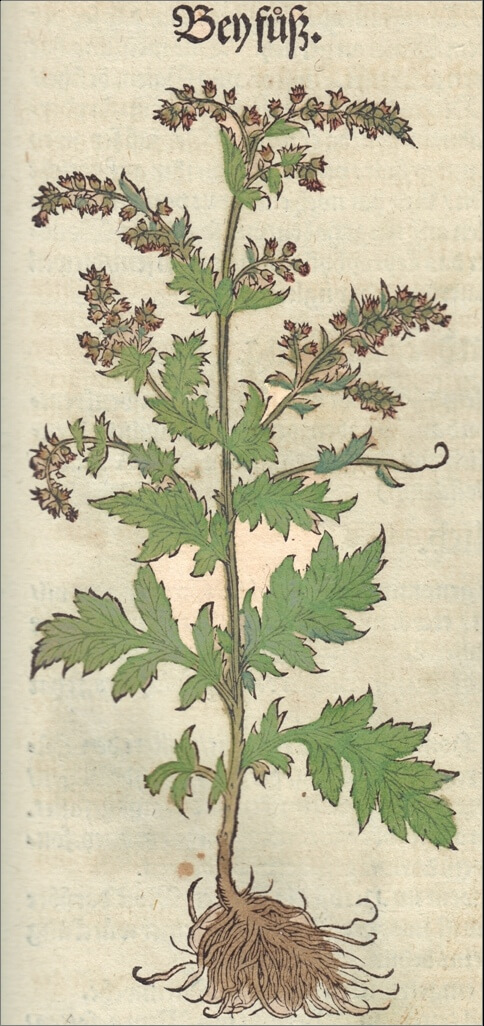 Abbildung. 7. Porträt des Beifußes aus Hieronymus Bocks "Kreuter Buch", 2. Auflage von 1546 (Straßburg). Illustration von David Kandel (1520-1592) - Pionier der Pflanzen- und Tierillustration in der Renaissance.