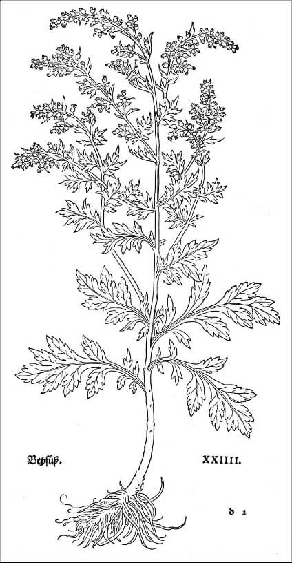 Abbildung 8. Porträt des Beifußes in Leonhart Fuchs' Herbarium "Neues Kreüterbuch" - Ausgabe 1543 (Basel).