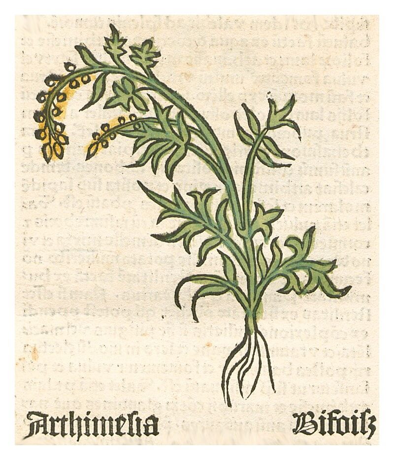 Abbildung 4. Porträt von Artemisia in der Inkunabel Herbarius Moguntinus von 1484, gedruckt in Mainz (Autor nicht eindeutig identifiziert)