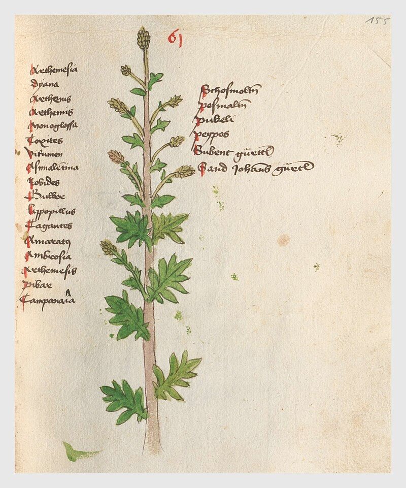Ilustracja 3. Portret Artemisia w zielniku Vitusa Auslassera, "Macer de viribus herbarum“, spisanego w 1479 roku w benedyktyńskim klasztorze St.Sebastian w Ebersberg (k. Monachium)