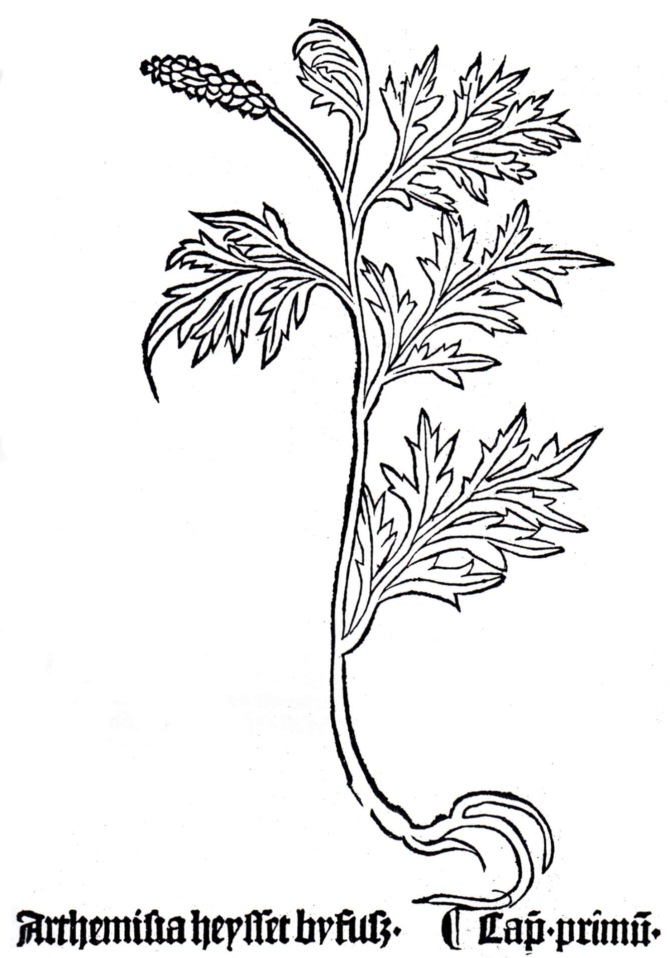 Abbildung 5. Seiten aus dem Kräuterbuch "Gart der Gesundheit" von Johann Wonnecke von Kaub, das dem Beifuß gewidmet ist, Ausgabe von 1485 (Mainz).