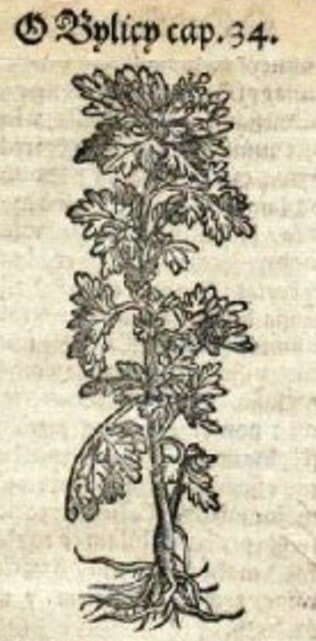 10. Porträt des Beifußes im Herbarium von Marcin z Urzędowa "Herbarz polski" - Ausgabe von 1595 (Krakau). [AUSSCHNITT]