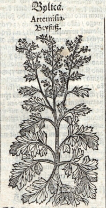Abbildung 11. Eine Seite aus dem Kräuterbuch "Zielnik Szymona Syreniusza" mit einer Abbildung und Beschreibung des Beifußes. Ausgabe von 1613 (Krakau). [AUSSCHNITT]