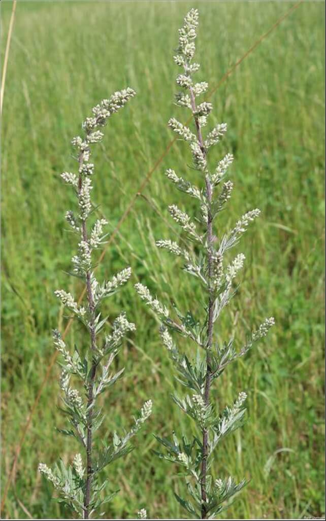 Ilustracja 12. Zdjęcie Artemisia vulgaris L. na stanowisku naturalnym.
