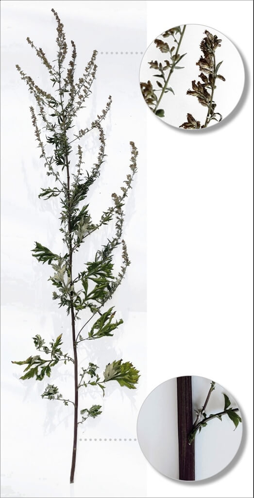 Ilustracja 13. Zdjęcie zasuszonego egzemplarza Artemisia vulgaris L.