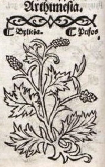 Abbildung 9. Porträt des Beifußes im Herbarium von Stephan Falimirz "O ziolach y o moczy gich", Ausgabe von 1534 (Krakau). [AUSSCHNITT]